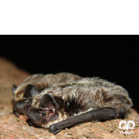 گونه خفاش برفکی Particoloured Bat 